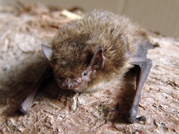 Karlik większy Pipistrellus nathusii, 